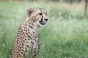 Emdoneni Lodge with Zululand Cat Conservation Project